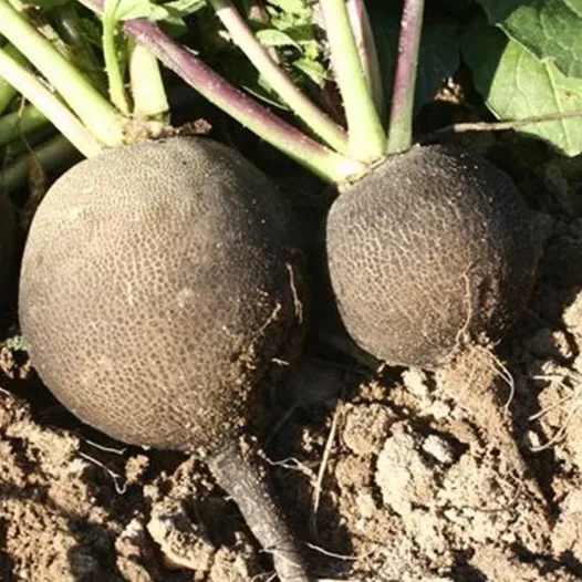 Winter-radijs zwart rond | Biologische en reproduceerbare zaden