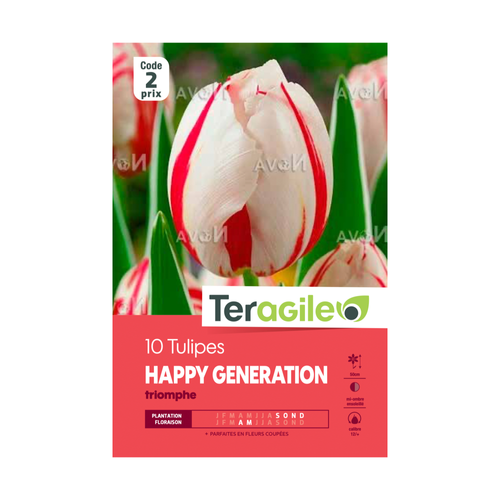BULBES DE TULIPES 'HAPPY GENERATION' - TERAGILE® - X10