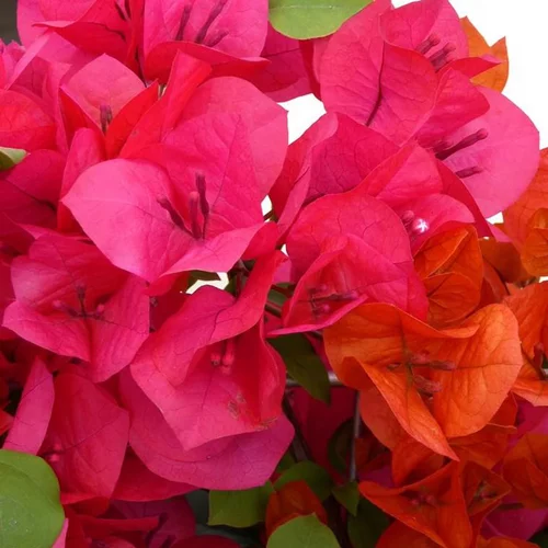 À découvrir au jardin：Bougainvillier (Bougainvillea). Le pot de 7 litres