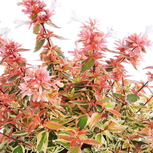 Pour plus de confort au jardin：Abélia vert - Le pot de 0,5 litre