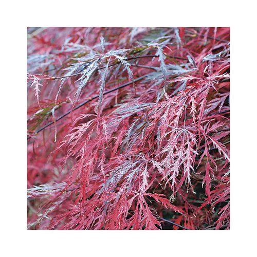 Jardin sélection：Erable du Japon (ACER PALMATUM DISSECTUM GARNET ) Le pot de 7 litres