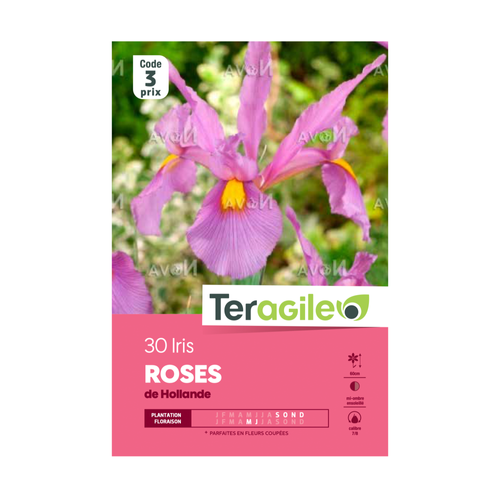 BULBES D'IRIS 'ROSES' DE HOLLANDE - TERAGILE® - X30