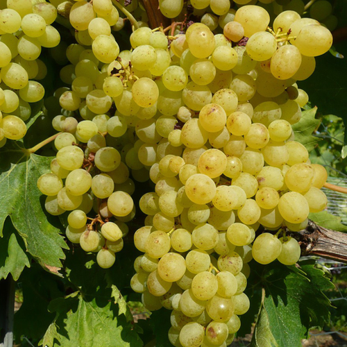 VIGNE DE TABLE 'EXCELSIOR' - POT DE 3L