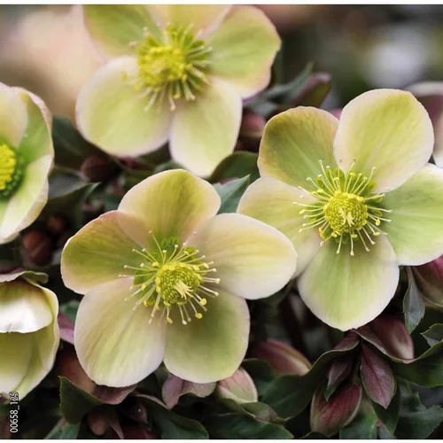 Adapté au jardin:Hellébore (ou Rose de Noël) INTERSPECIFIQUE HGC® MONTE CHRISTO® - Le pot de 1,5 litres