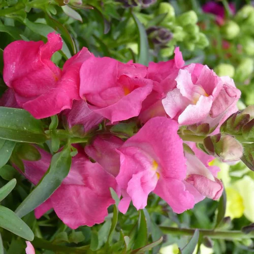 Un choix pratique pour le jardin：Muflier ou gueule de loup - La barquette de 6 plants de 7 cm