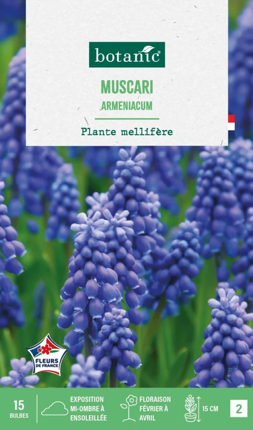 Vie au jardin：Muscari armeniacum botanic® - 15 bulbes