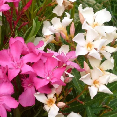 Les incontournables du jardin：Laurier rose (Nerium) 40/60. Le pot de 3 litres