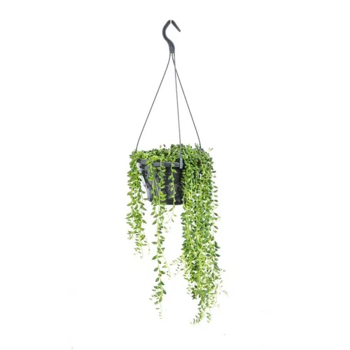 Idée extérieure：Senecio Herreanus suspension Ø14x30 cm