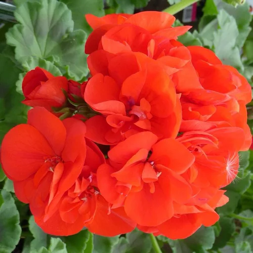Malin extérieur:Géranium Zonal à fleurs divers coloris. Le pot de 1 litre
