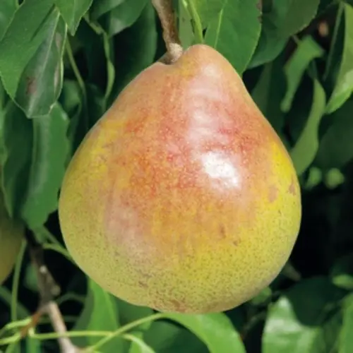 Bien utile au jardin：Poirier Doyenne Du Comice. En racine nue, forme palmette U double
