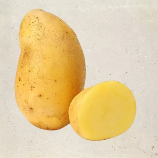 Plants bio : Pomme de terre Nicola - 1kg