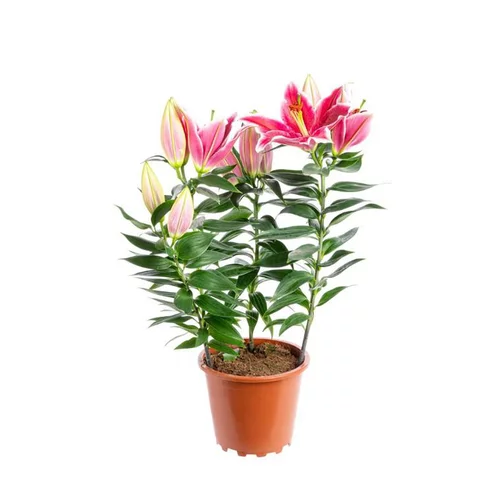 Tendance jardin：Lys After Eight 4 PP pot Ø19xH70 cm