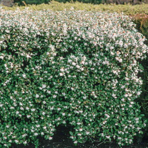 OSMANTHE DE BURKWOOD - POT 5L