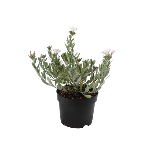 CONVOLVULUS CNEORUM - POT Ø17CM