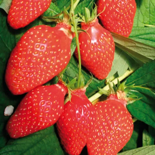 Bio Aardbeipoot Mamie - 25 poten - Kaliber B