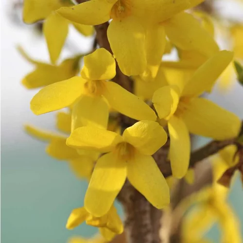 Pour mieux équiper vos extérieurs：Forsythia X Intermedia Lynwood Gold 90/110. Le pot de 10 litres