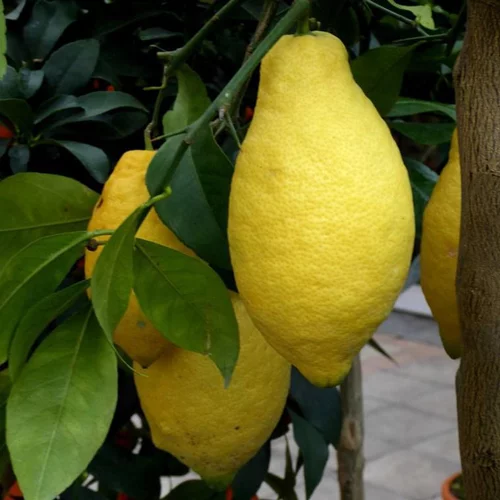 À avoir au jardin：Citronnier. Le pot de 110 litres