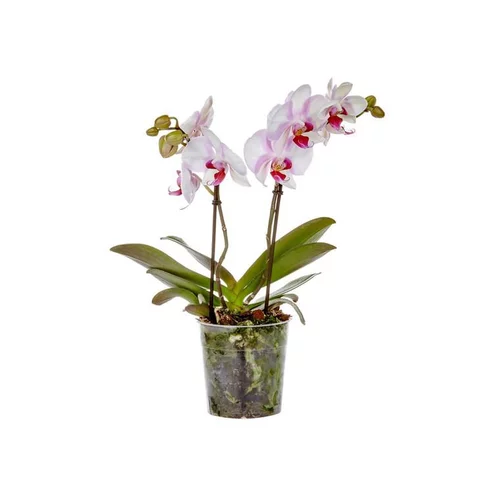 Sélection au jardin：Phalaenopsis mymonro make up en pot Ø 12 cm