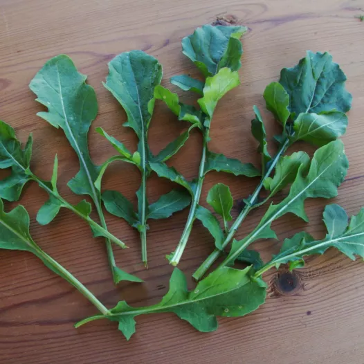 Rucola Ice-Bred zaden bio | Aromatische kruidenzaden