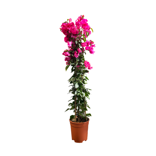 BOUGAINVILLIER PYRAMIDE - POT ∅21CM