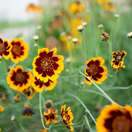 Cosmidium organisch en reproduceerbaar