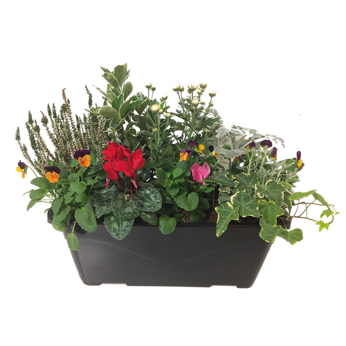 JARDINIÈRE D'AUTOMNE - LONGUEUR 40CM