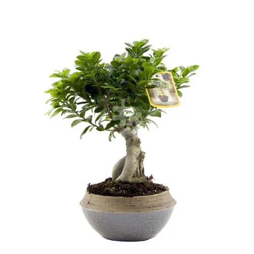 Idée jardin：Ficus Microcarpa Ginseng + cache-pot céramique 22 cm