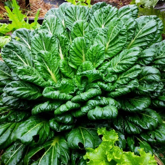 Graines bio de Pak choi Tatsoi