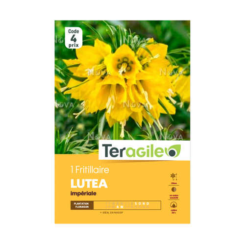 BULBE DE FRITILLAIRE 'LUTEA' IMPÉRIALE - TERAGILE® - X1