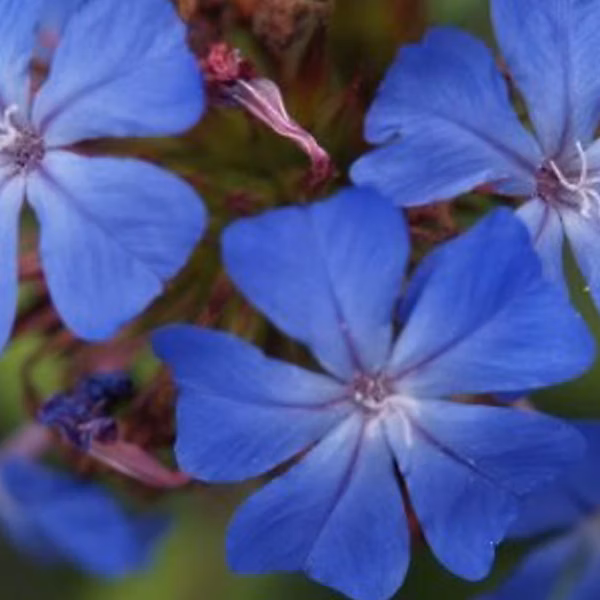 6 x Plumbago de Willmott – Ceratostigma willmottianum, godet 9cm x 9cm