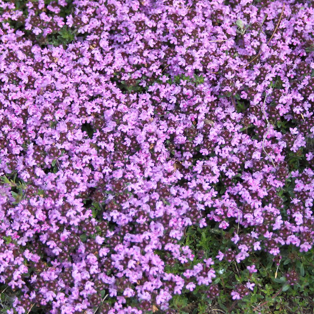 6 x Thym précoce 'Coccineus' – Thymus praecox 'Coccineus', godet 9cm x 9cm
