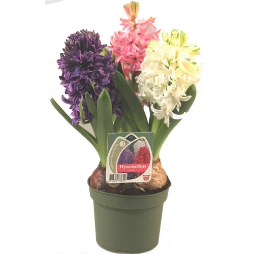 Les incontournables du jardin：Trio de Jacinthes à fleurs multicolores - Le pot Ø 12 cm