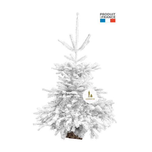 SAPIN ABIES NORDMANN SNOW WHITE + SOCLE EN BOIS - 40/60CM