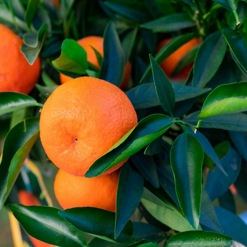 CLÉMENTINIER (CITRUS CLEMENTINA) - POT DE 5L - 1/4 TIGE
