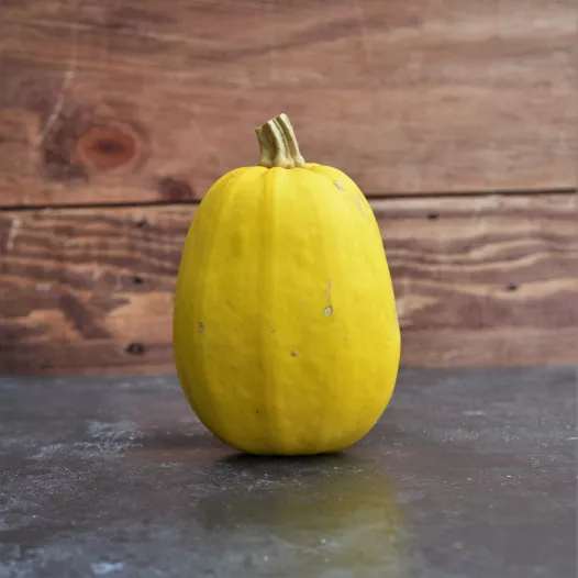 Graines biologiques de Courge Spaghetti