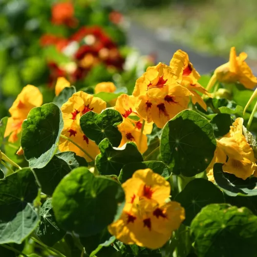 Oost-Indische kers gemengd | Biologische en zaadvaste bloemenzaden