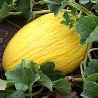 Jardin adapté：Melon Jaune Bio. La barquette de 3 plants