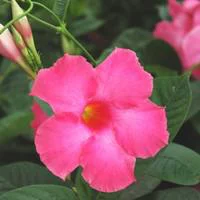 Pour aménager vos extérieurs：Mandevilla Tourmaline palissé - Le pot de 2.5 litres