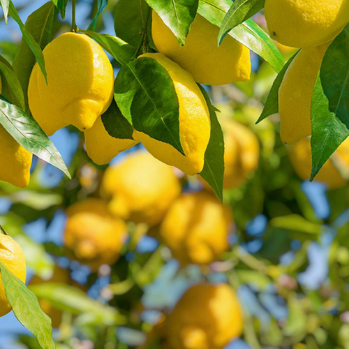 CITRONNIER D'AMALFI (CITRUS LIMON AMALPHITANUM) - POT DE 5L - 1/4 TIGE