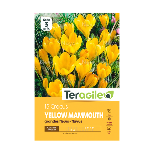 BULBES DE CROCUS 'YELLOW MAMMOUTH' GRANDES FLEURS - FLAVUS - TERAGILE® - X15