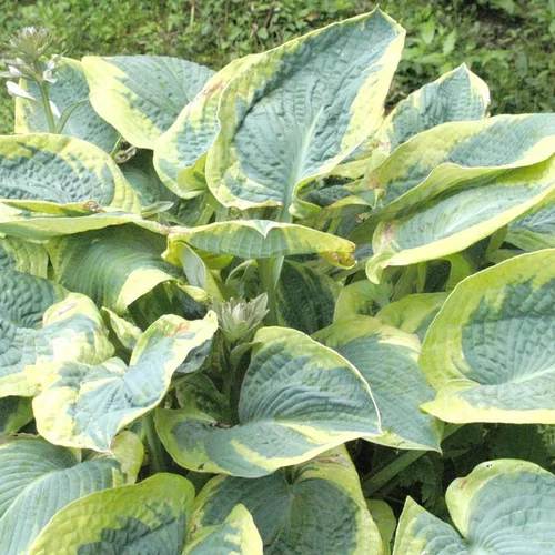 Jardin plaisir：Hosta frances williams verte en pot de 2 L