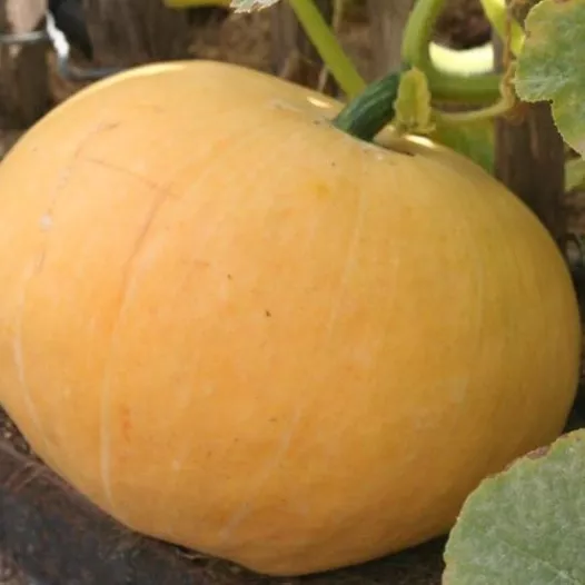 Biologische zaden van Pompoen Quintal geel