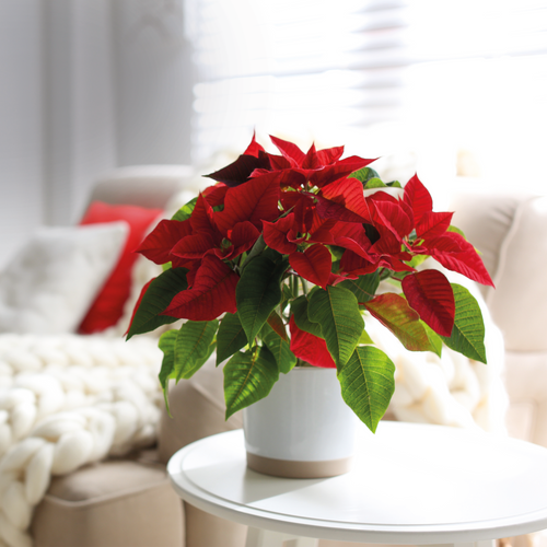 POINSETTIA 'CHRISTMAS EVE' - POT Ø14CM