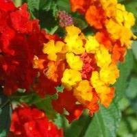 Pour votre espace：Lantana sur tige - Le pot de 50 cm