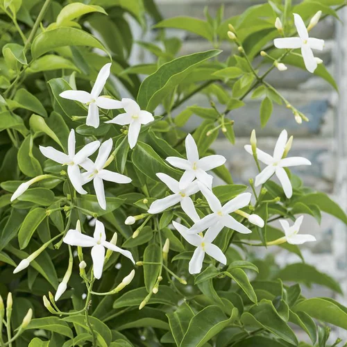 Pour vos projets:Jasmin en espalier à fleurs blanches - Le pot Ø 17 cm
