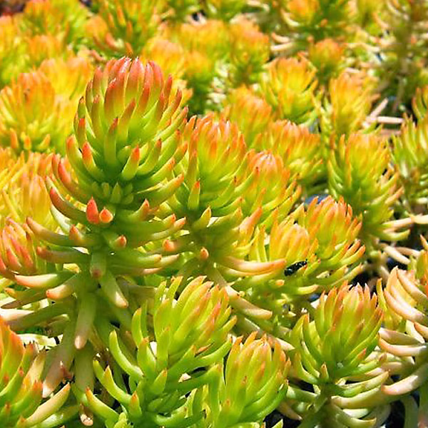 6 x Orpin réfléchi 'Angelina' – Sedum reflexum 'Angelina', godet 9cm x 9cm