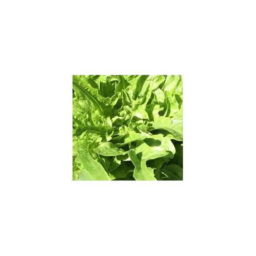 Laitue à couper Till | Graines bio et reproductibles