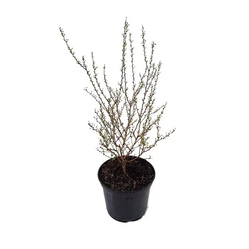 Vie au jardin：Spirée Prunifolia. Le pot de 3 litres