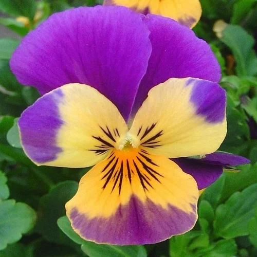 Choix utile：violette cornue - La coupe en zinc de Ø 20 cm