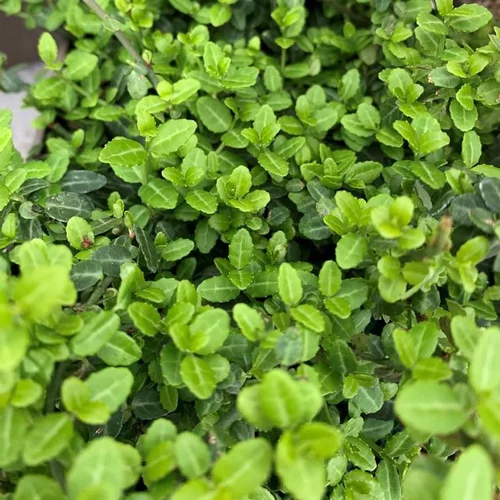 Le pratique au jardin：(Euonymus Fort 'Minimus'). Le pot de 5 litres